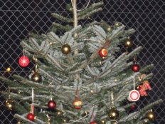 Bild aus dem Anlass: Samichlaus